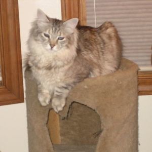 Meet your Posher, Peggy